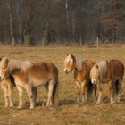 Haflinger