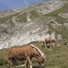 Haflinger