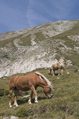 Haflinger