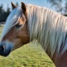 Haflinger 