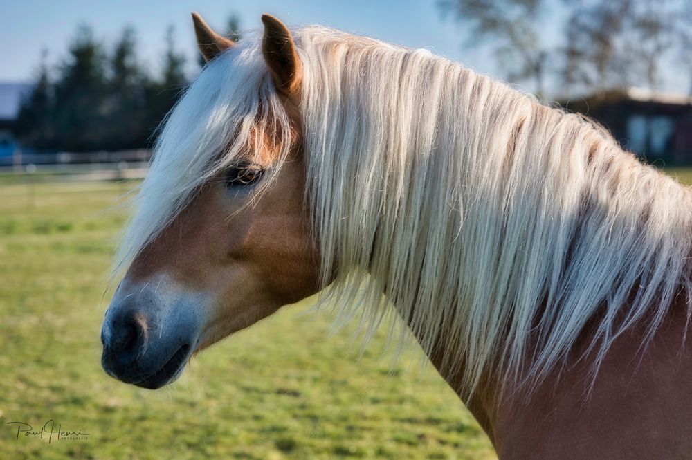 Haflinger 