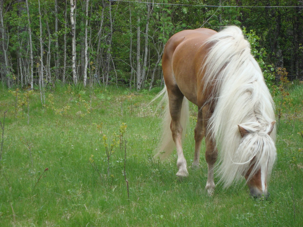 Haflinger