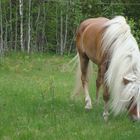 Haflinger