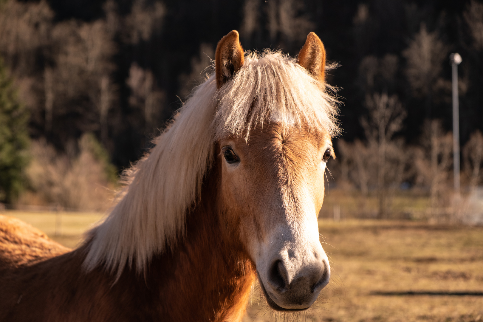 Haflinger