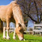 Haflinger