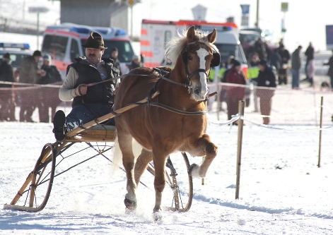 Haflinger