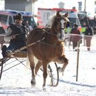 Haflinger