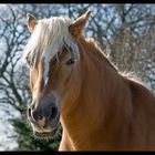 Haflinger