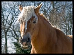 Haflinger