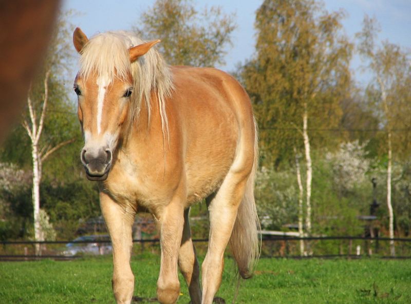 Haflinger