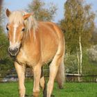 Haflinger