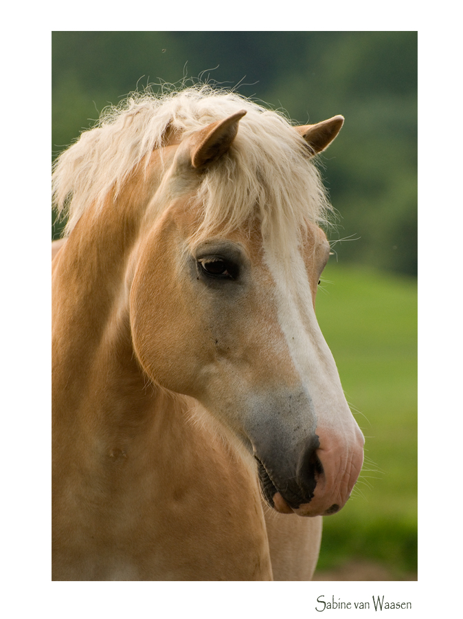 Haflinger