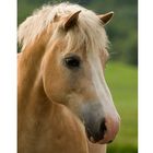 Haflinger