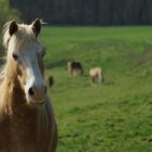 Haflinger