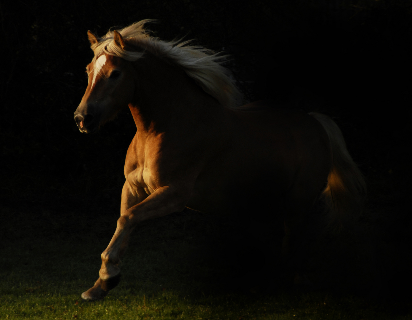 Haflinger