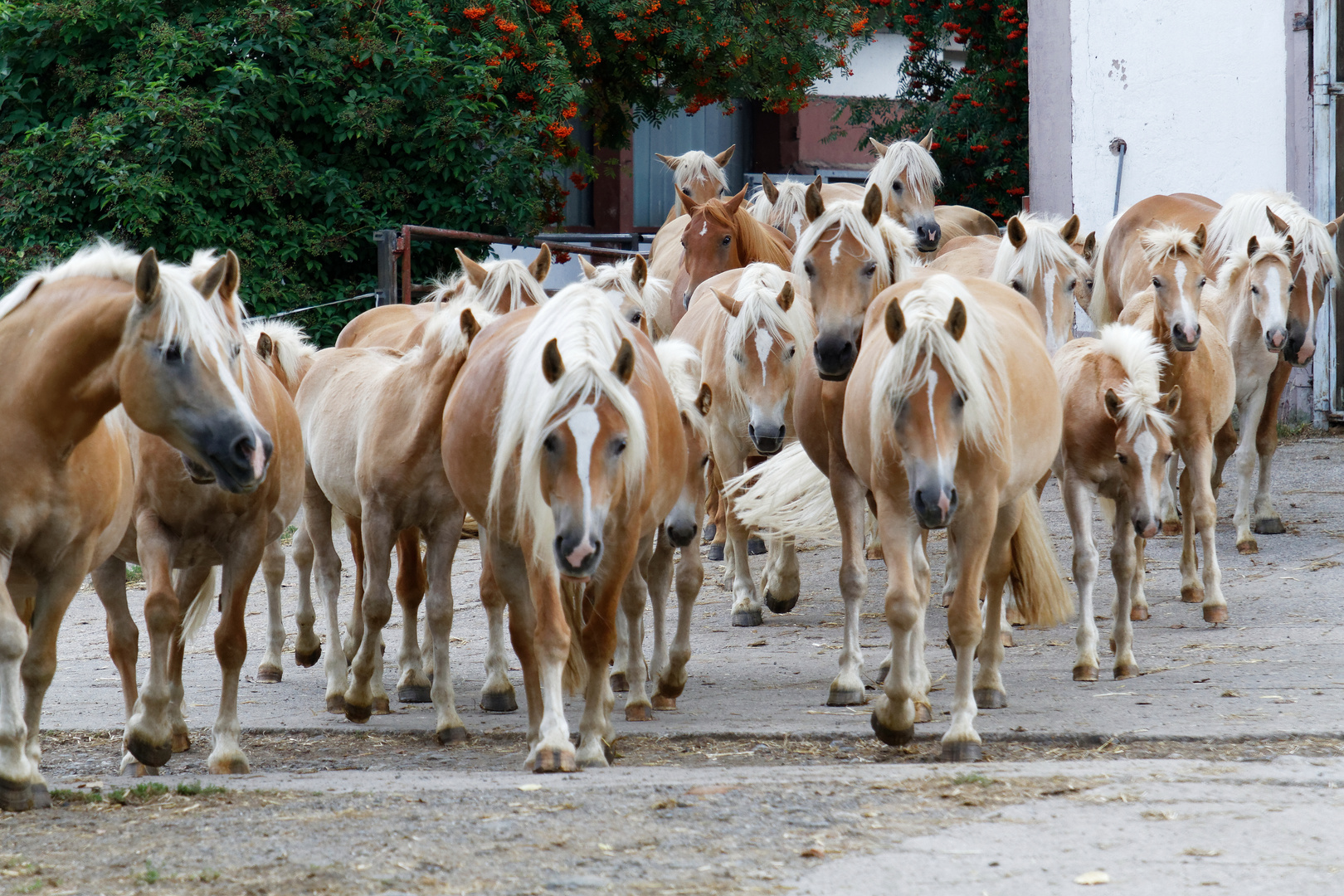 Haflinger