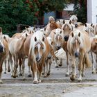 Haflinger