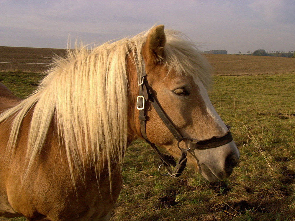 Haflinger