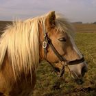 Haflinger