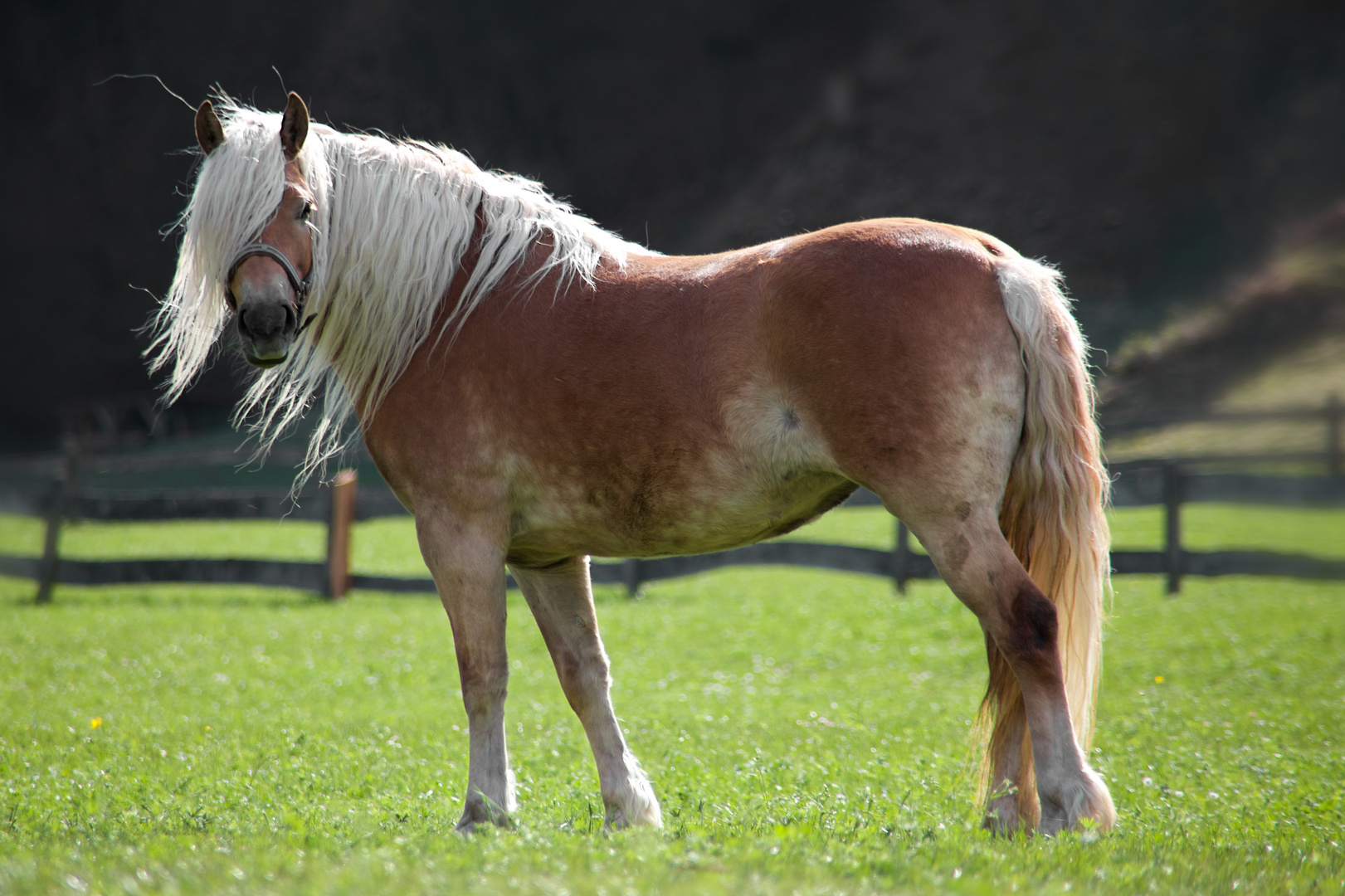 Haflinger