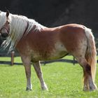 Haflinger