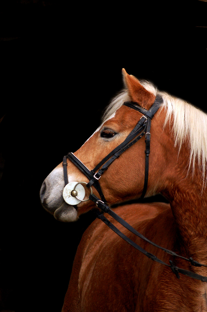 Haflinger