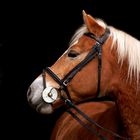 Haflinger