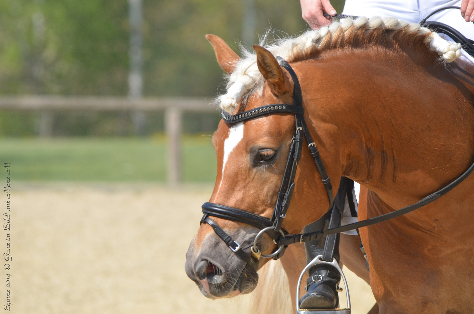 Haflinger