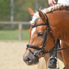 Haflinger