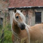 Haflinger