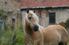 Haflinger