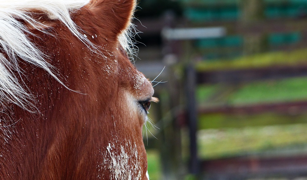 Haflinger