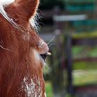 Haflinger