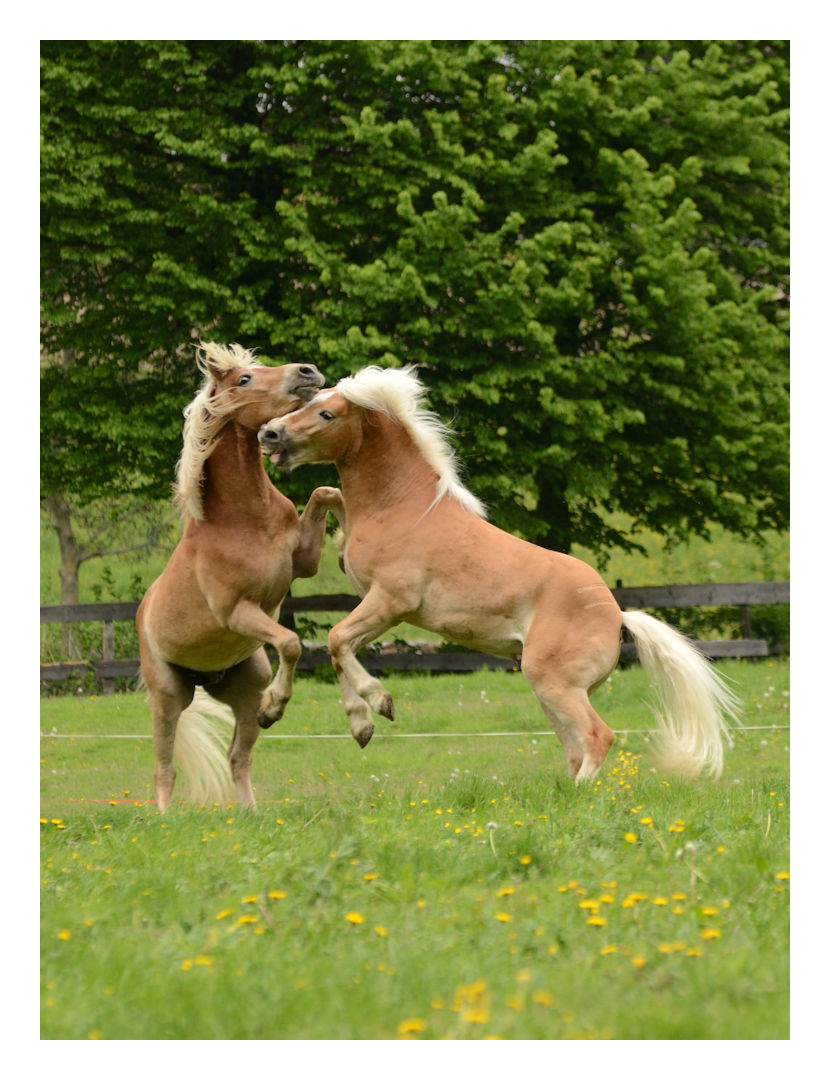 Haflinger