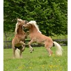 Haflinger