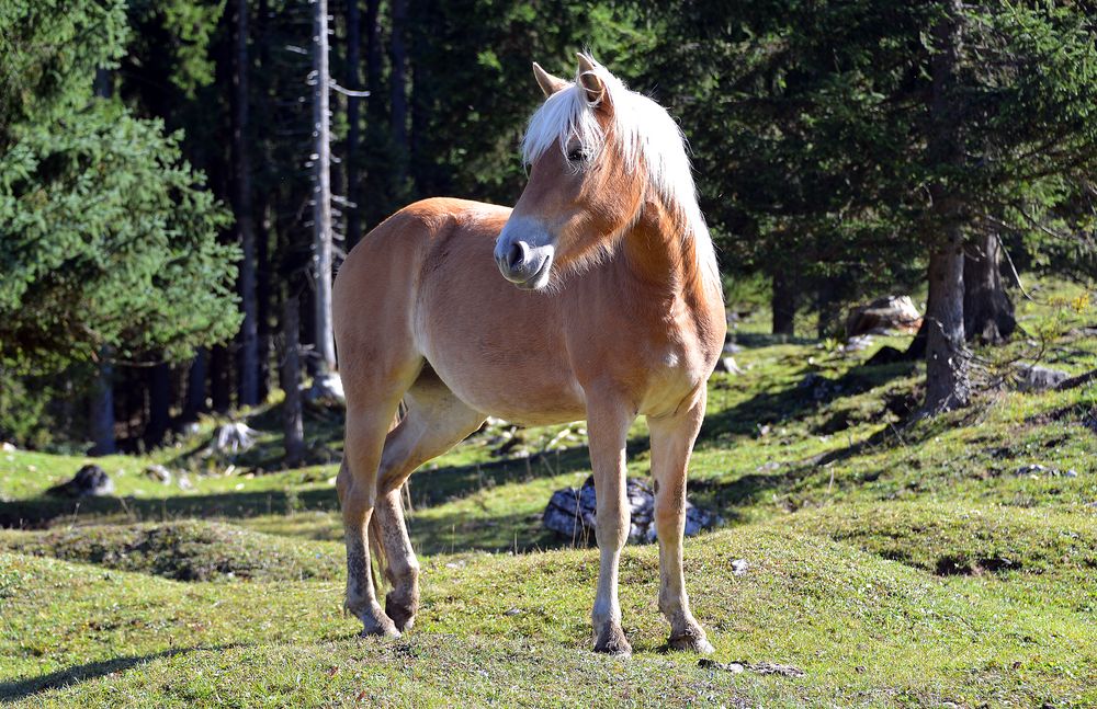 Haflinger