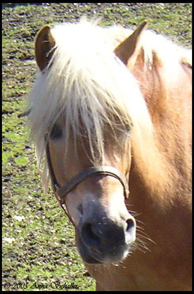 Haflinger