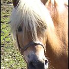 Haflinger