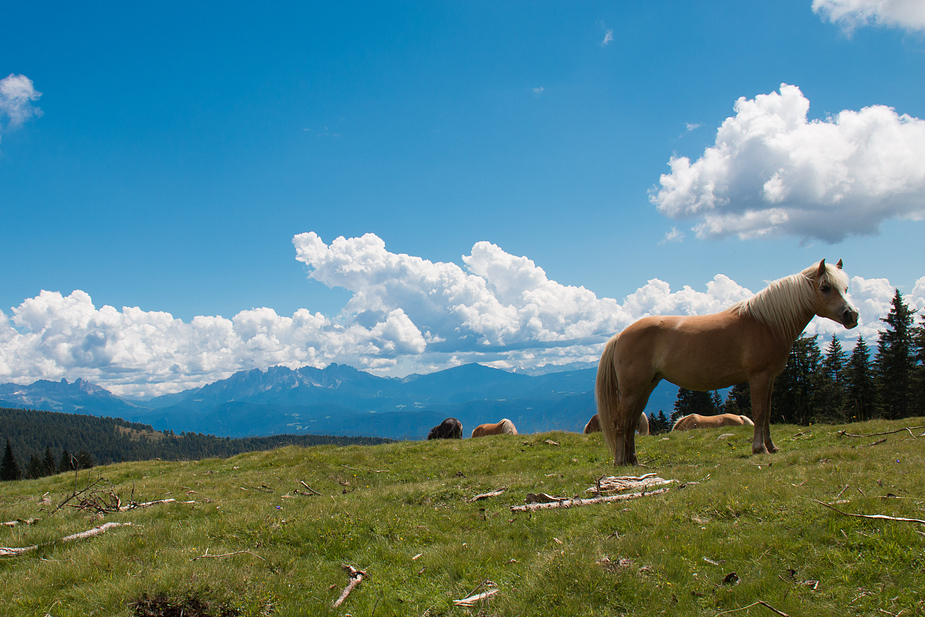 .. Haflinger ...