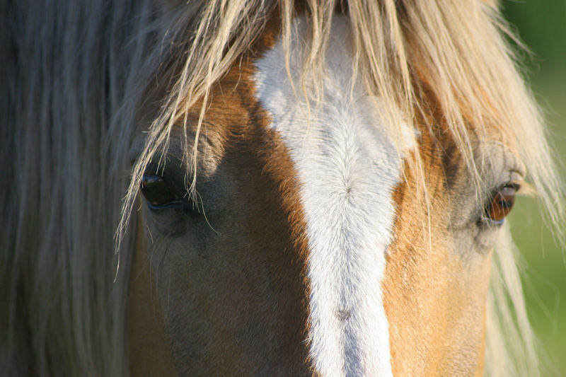 Haflinger