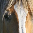 Haflinger