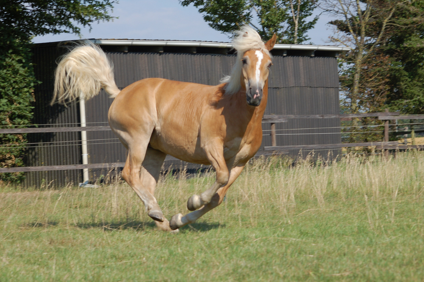 Haflinger