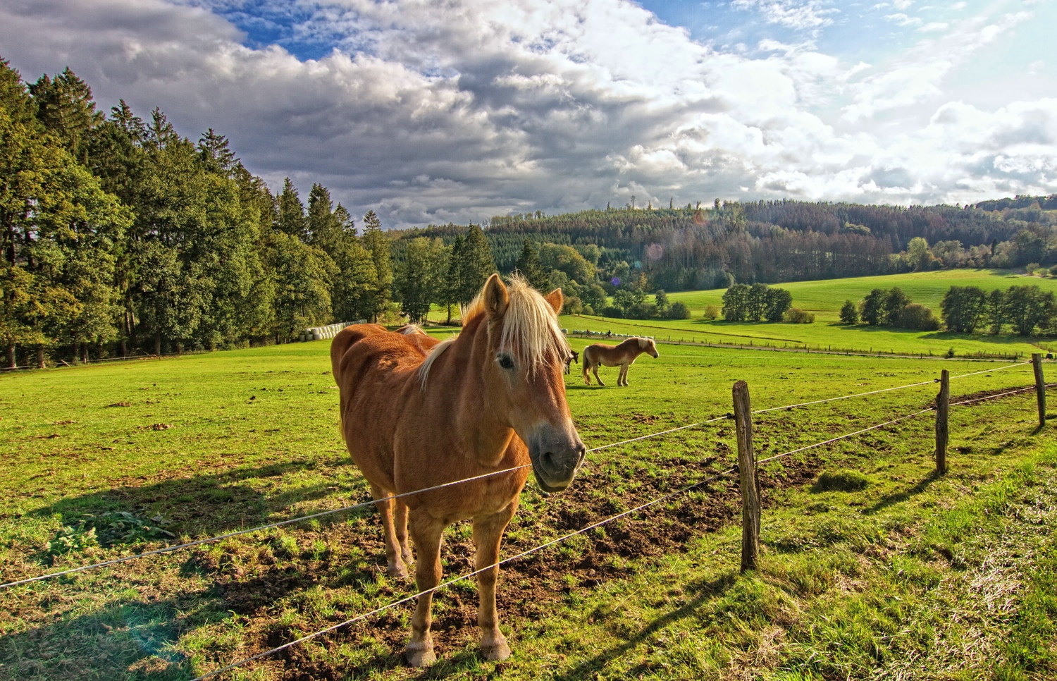 Haflinger 