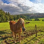 Haflinger 