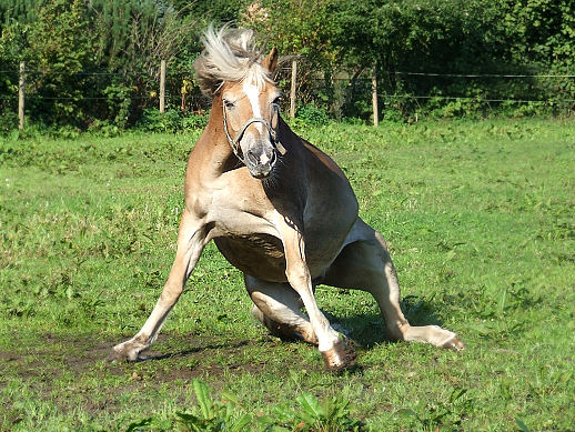 Haflinger Alconett in Aktion