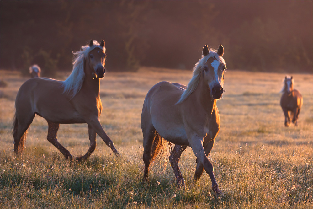 haflinger am bannwaldsee