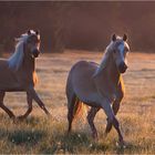 haflinger am bannwaldsee