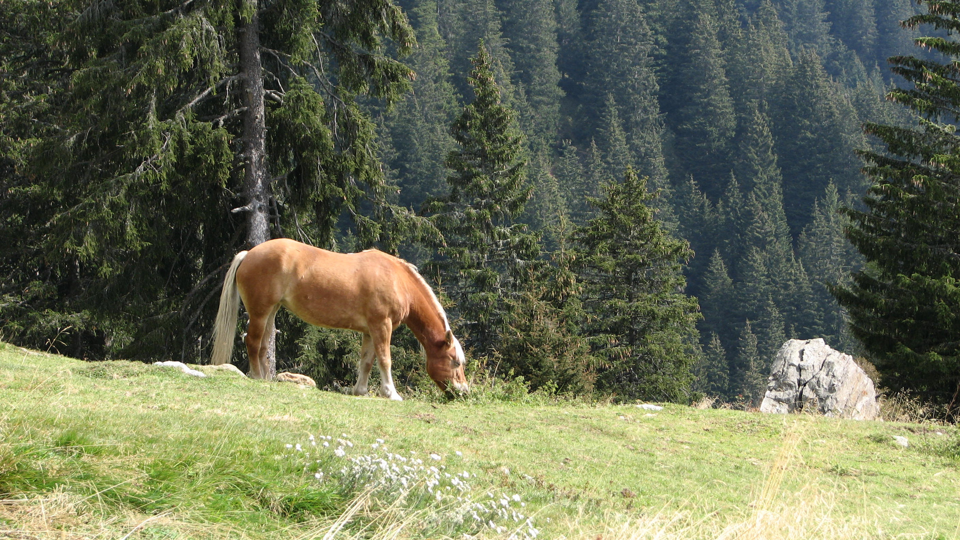 Haflinger am Hochganghaus / Meraner Höhenweg