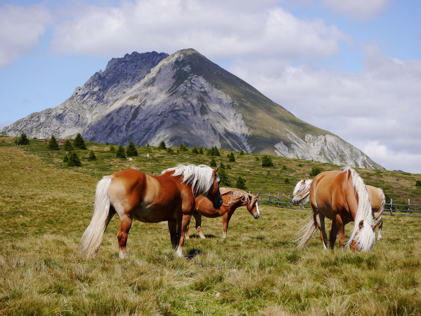 Haflinger am Kreuzjöchl oberhalb von Hafling