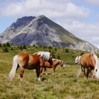 Haflinger am Kreuzjöchl oberhalb von Hafling